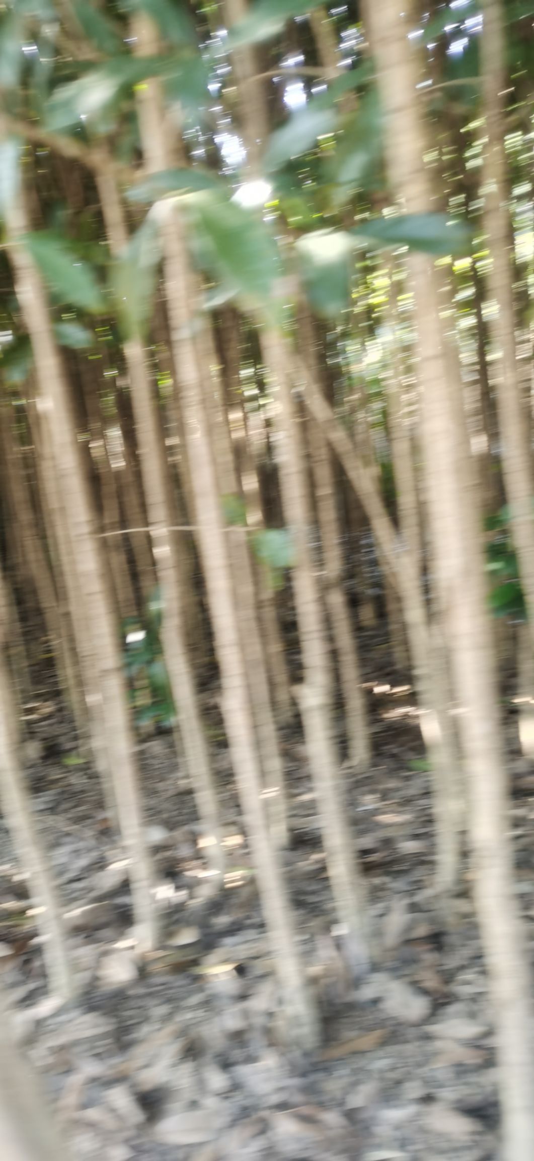 桂花树苗  桂花苗（丹桂）低价出售