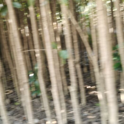 咸宁桂花树苗  桂花苗（丹桂）低价出售