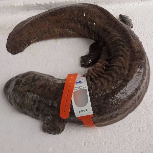 配合饲料  饵料鱼，人工养殖娃娃鱼。