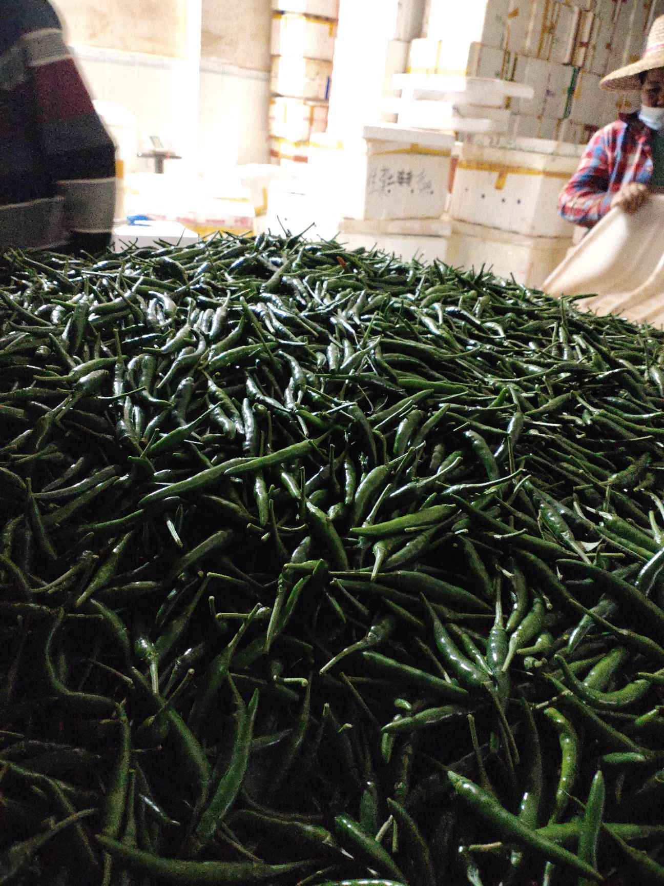 小米辣椒指天椒朝天椒 自家种植 新鲜现摘 小米青辣椒批发价