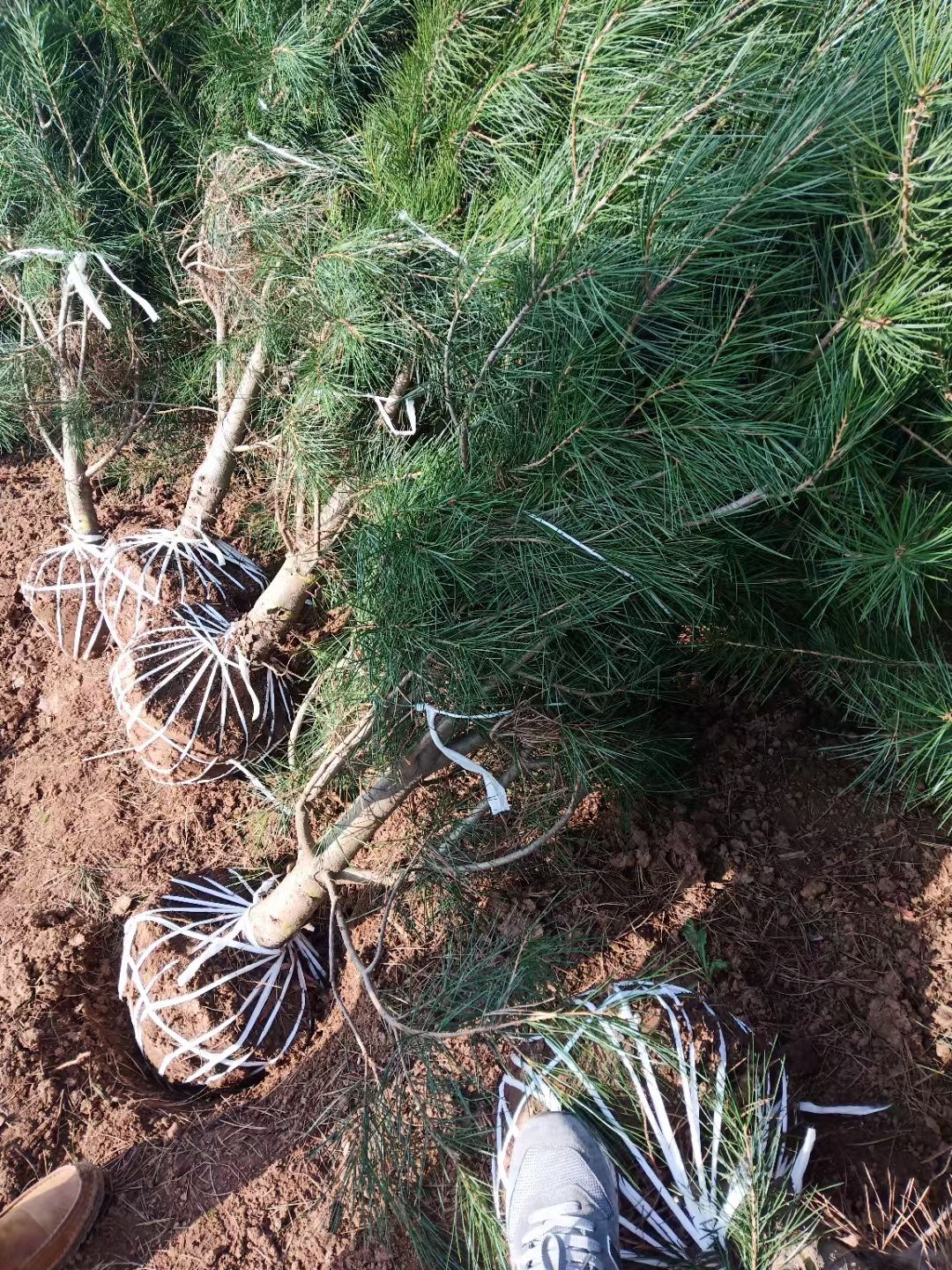 白皮松，白皮松苗木，蓝田白皮松