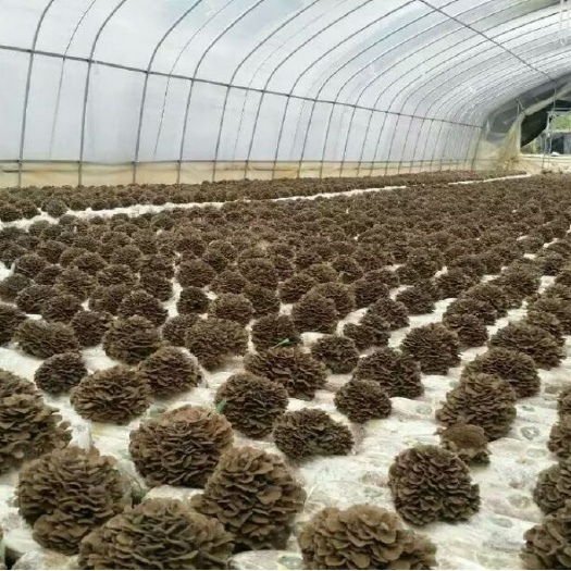 重慶市灰樹花菌種 灰樹花舞茸母種原種栽培種