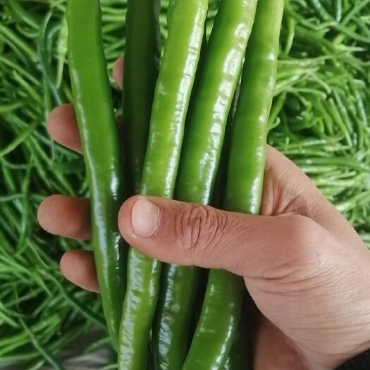 徐闻县线椒