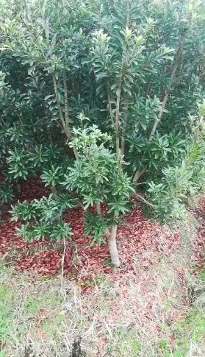 大黑炭杨梅树苗 鸟梅，东魁台梅3一5公分杨梅树