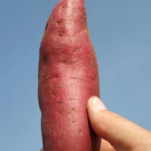 板栗薯  小香薯