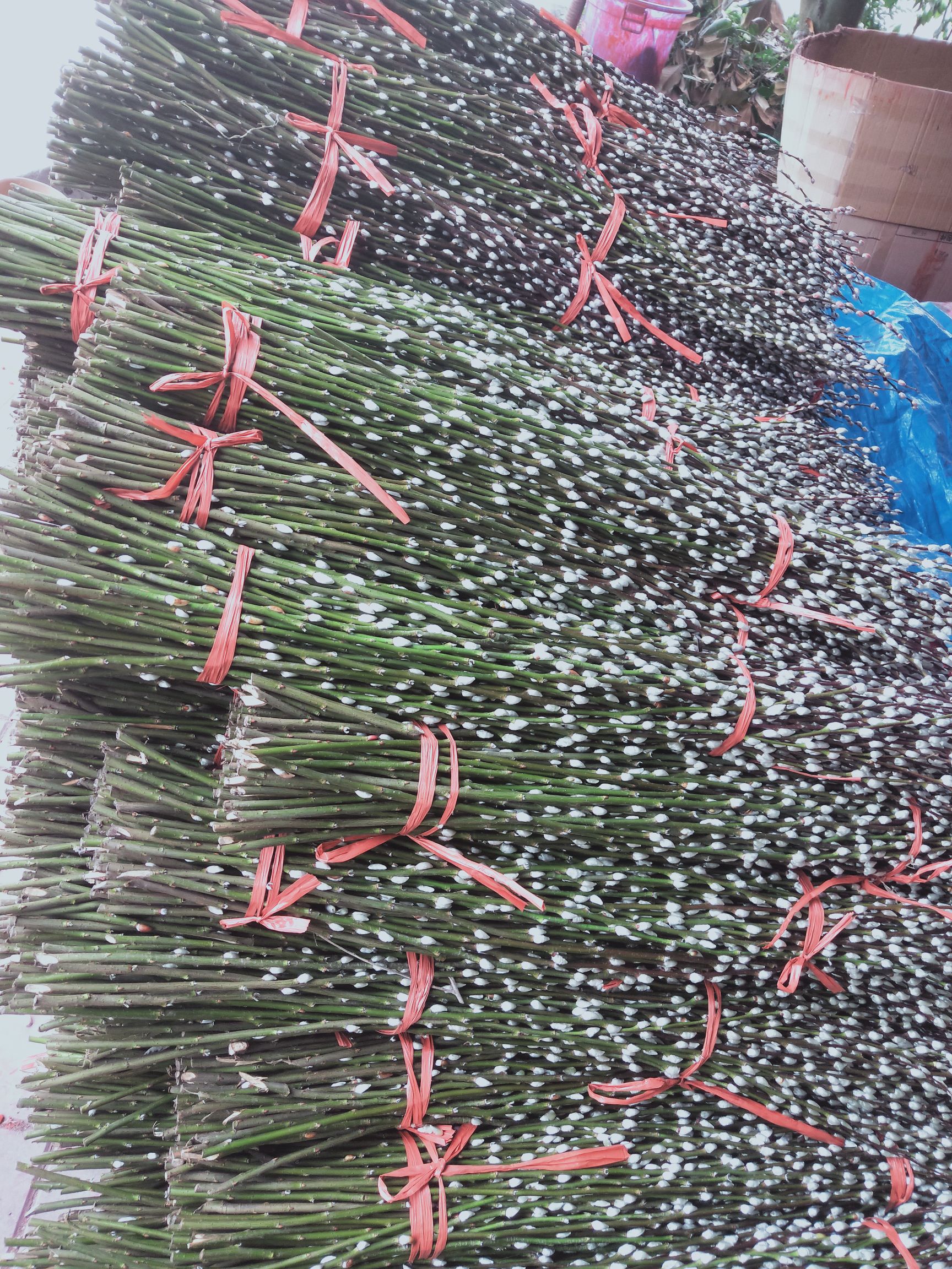 银柳苗 供应银柳条种苗