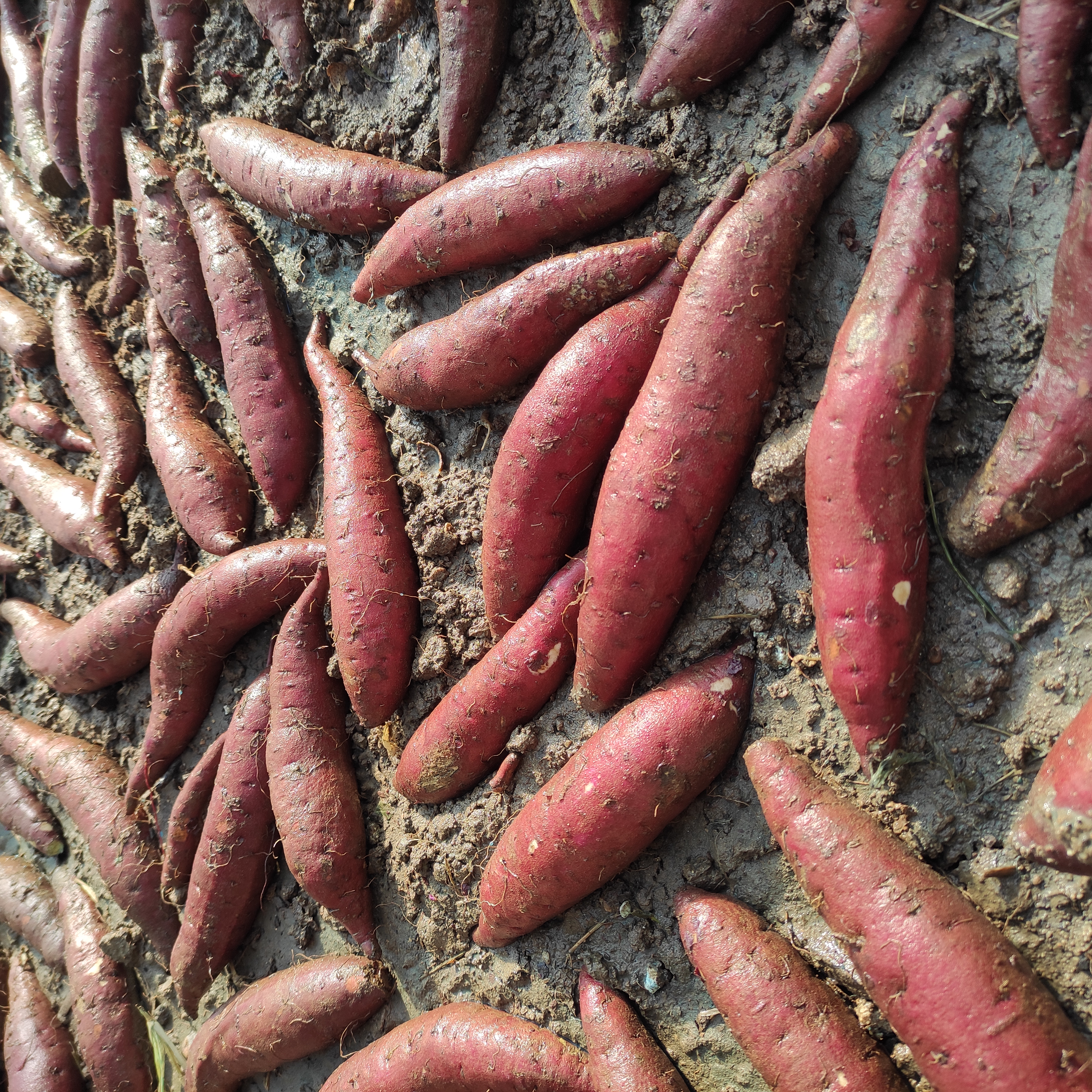 [红薯种批发]红薯种 玛莎莉红薯苗,日本高甜度蜜薯玛莎莉,玛沙丽