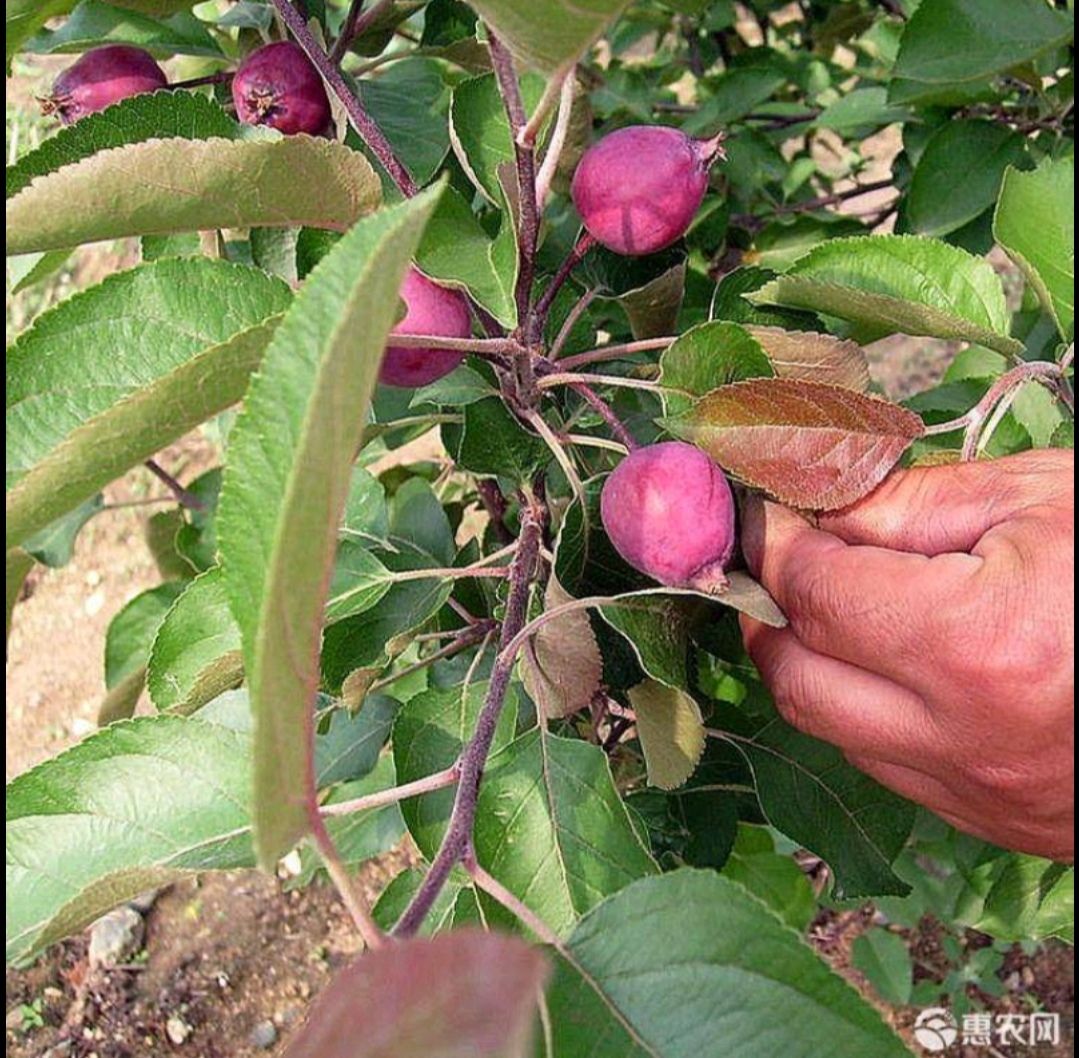 红肉苹果树苗  新品种红肉苹果苗当年结果红色之爱苹果树苗南北种植红心苹果树
