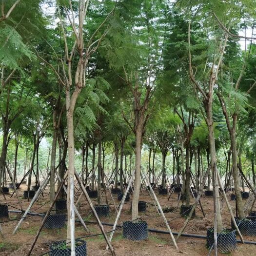荔浦市 10-15公分广西蓝花楹地苗袋苗现货出售