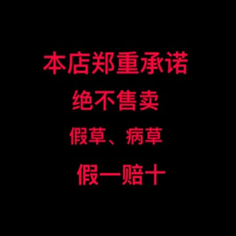  兰花建兰荷瓣色花香型《东方红荷》