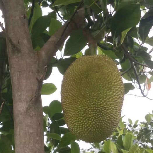 鹤山市海南菠萝蜜苗 供应大树菠萝树