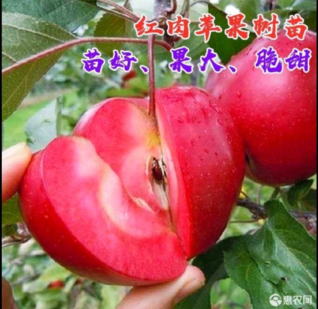 红肉苹果树苗  新品种红肉苹果苗当年结果红色之爱苹果树苗南北种植红心苹果树