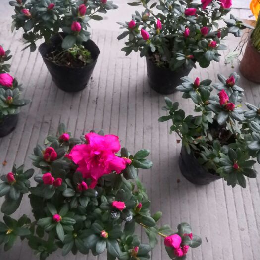 成都 西洋杜鹃销售，比利时杜鹃批发，爆花西洋杜鹃花供应。