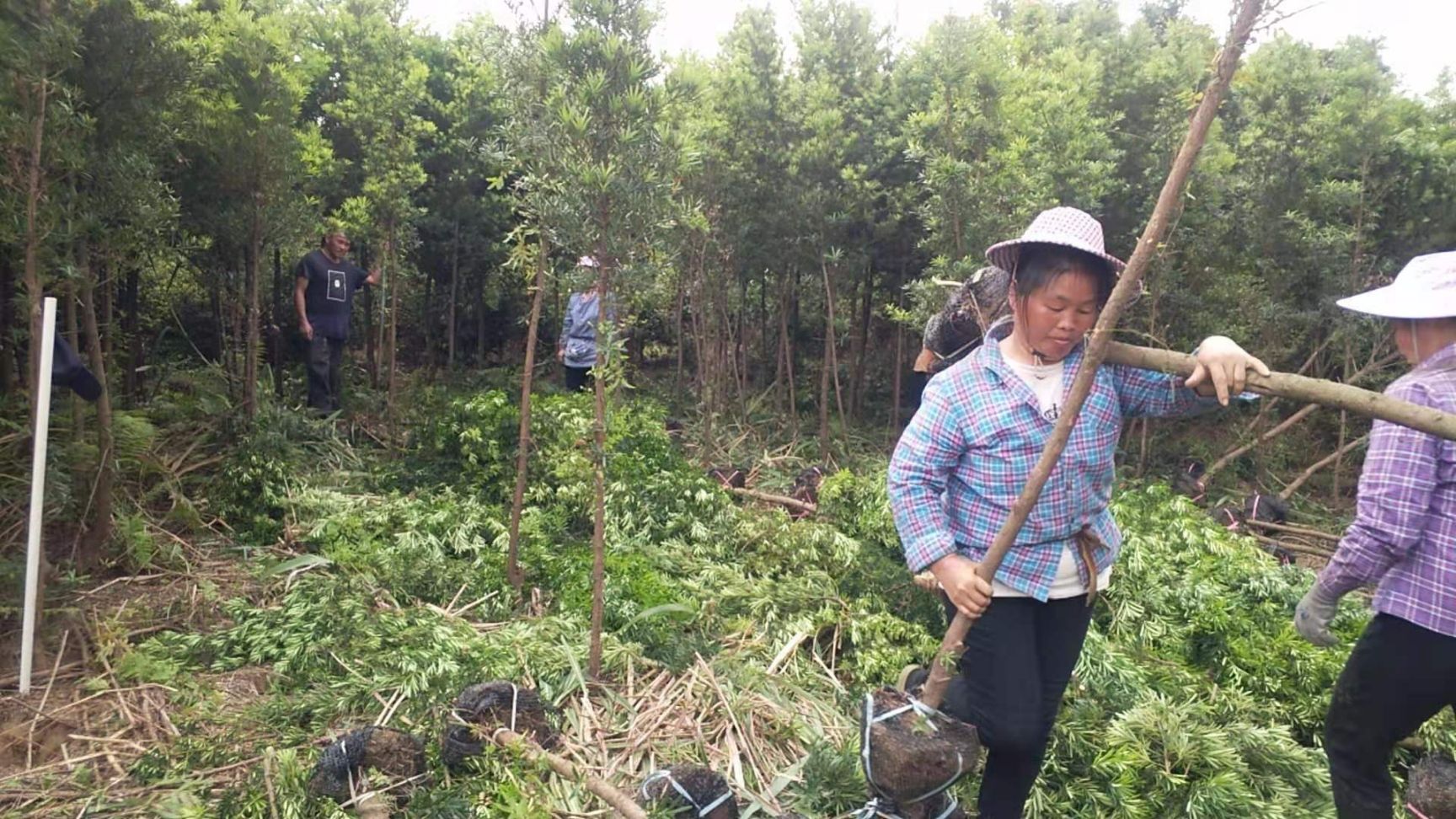  本村农户大量种植的中小叶罗汉松做造型盆景专用保质保量