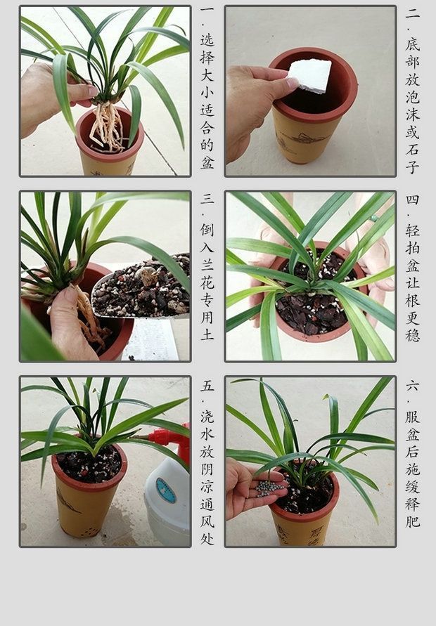 兰花建兰色花香型《紫凝》