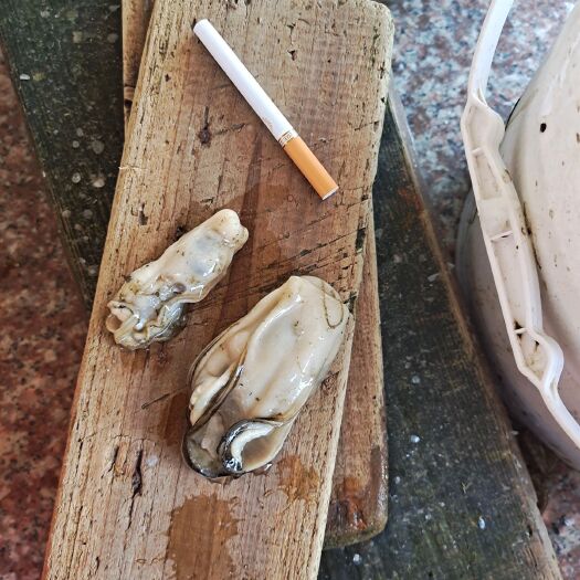 汕尾北海生蚝 脆甜，汕尾生蚝