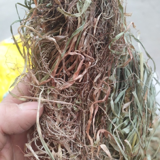 瞿麦  去泥去杂手选，金线吊白米肺筋草，泡茶健康饮料，凉茶特