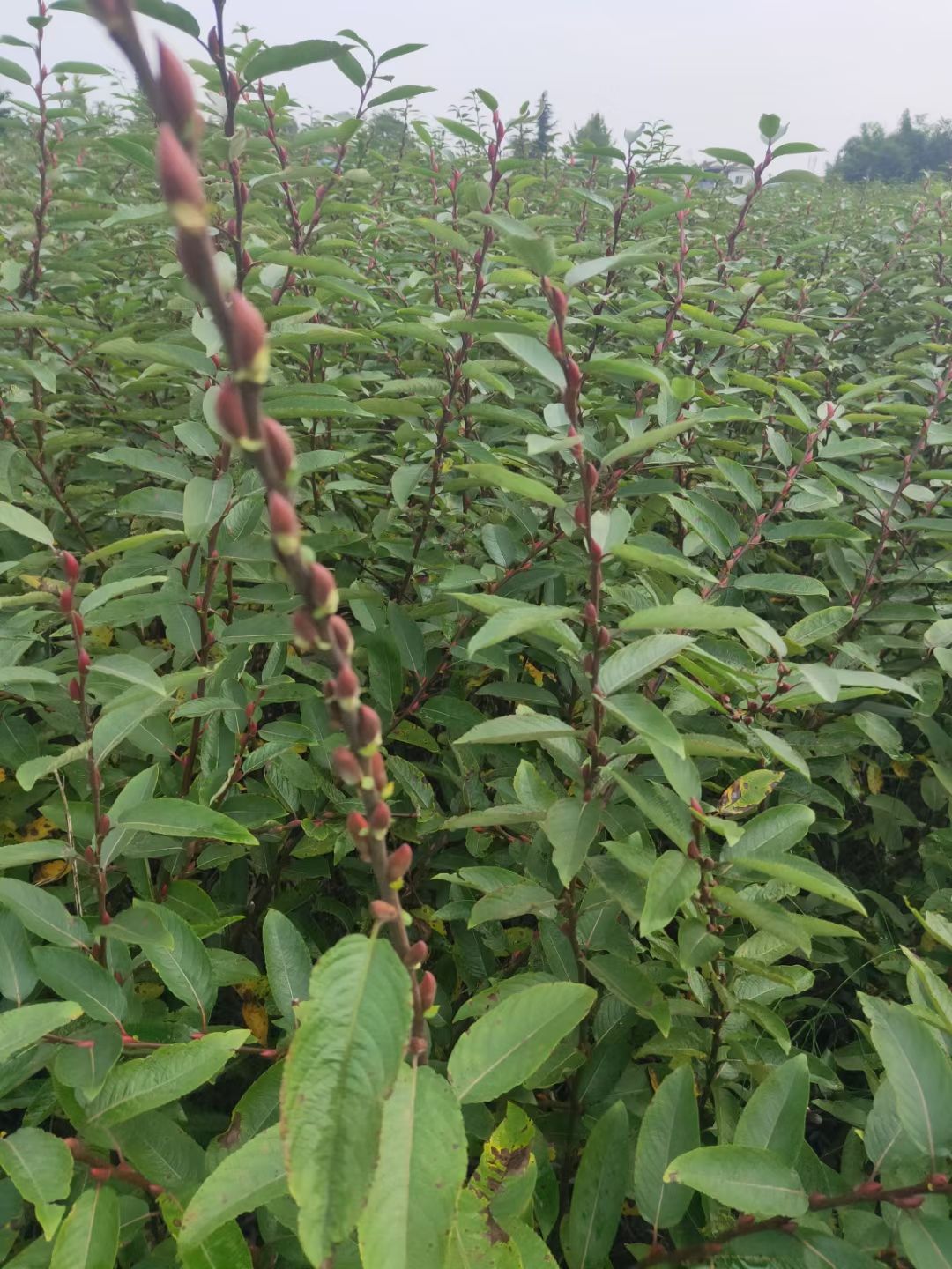 银柳苗 供应银柳条种苗