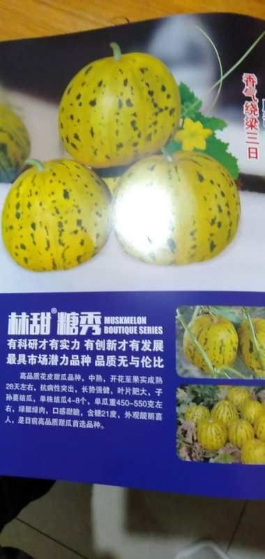 慈溪市 陆地甜瓜种子