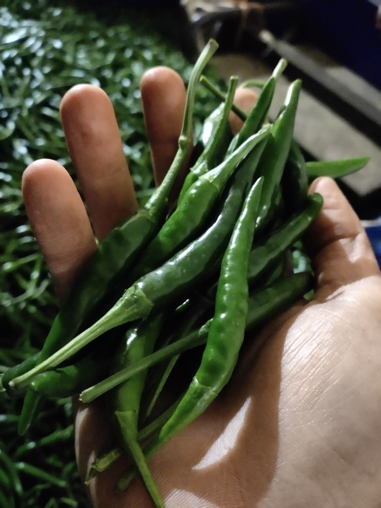 小米辣椒指天椒朝天椒 自家种植 新鲜现摘 小米青辣椒批发价