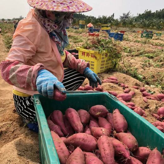 澄迈县桥头地瓜  高系十四