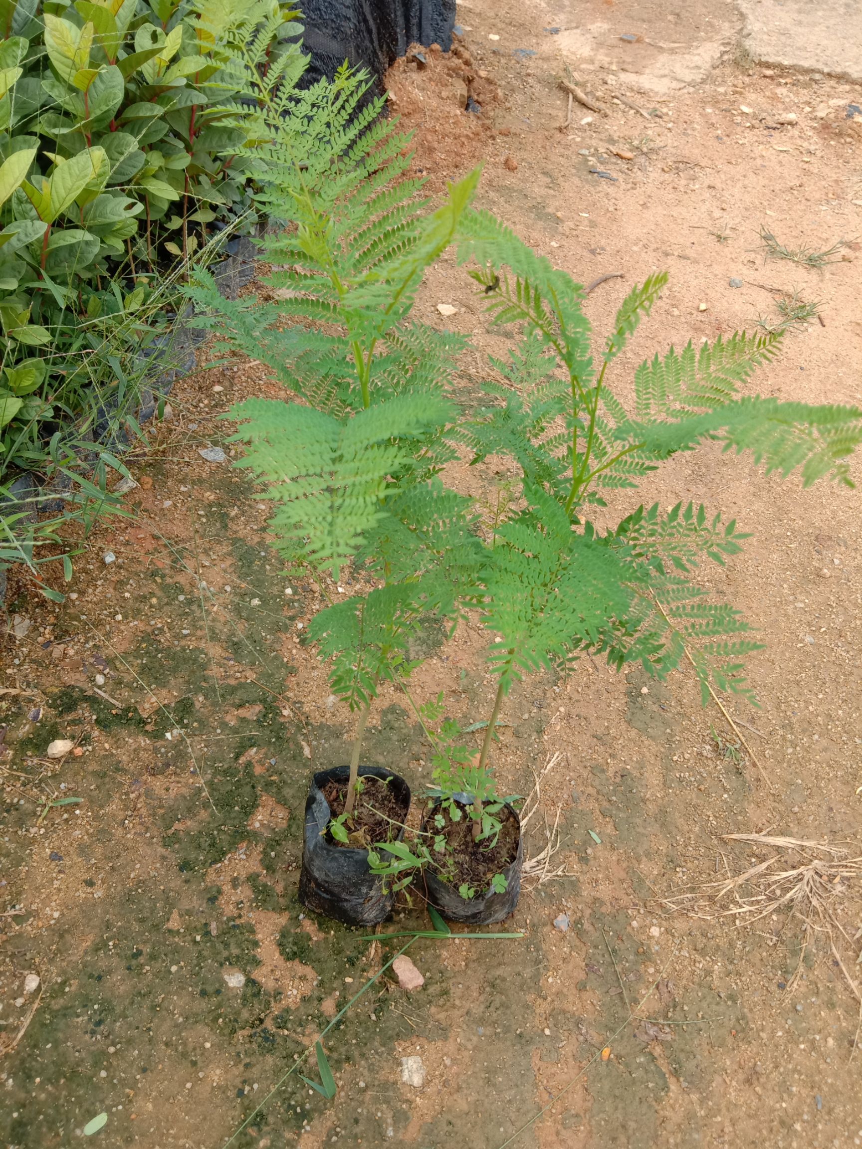 普通蓝花楹  蓝花楹苗园林绿化开花乔木