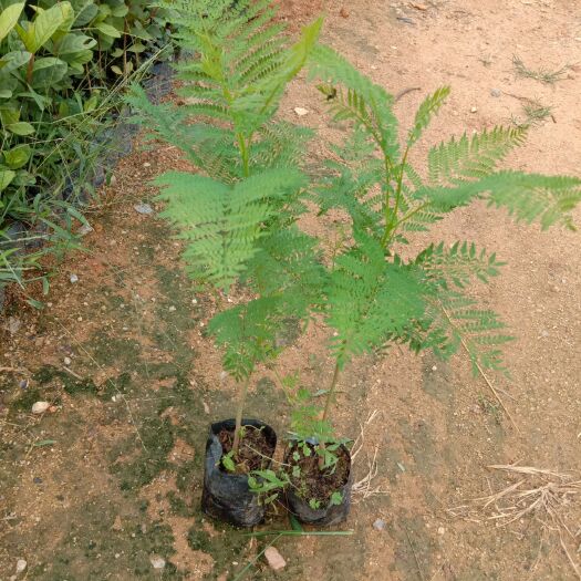 广州普通蓝花楹  蓝花楹苗园林绿化开花乔木