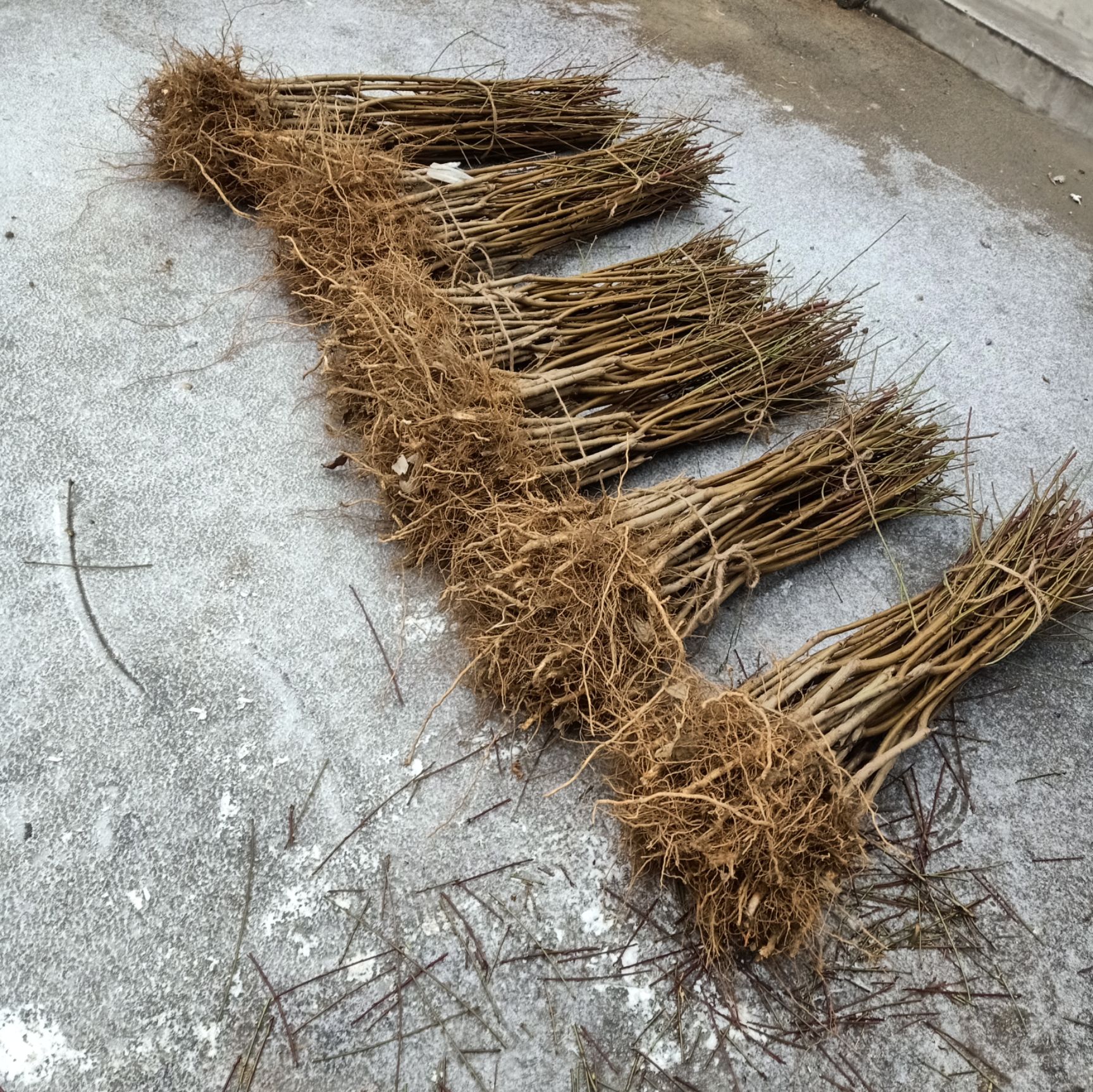 黄金蟠桃树苗 0.8公分以上 