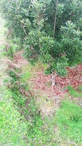 大黑炭杨梅树苗 鸟梅，东魁台梅3一5公分杨梅树