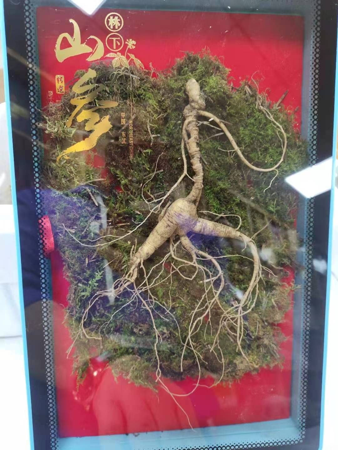 长白山鲜林下参，籽货年头足，参形有灵气，价值
