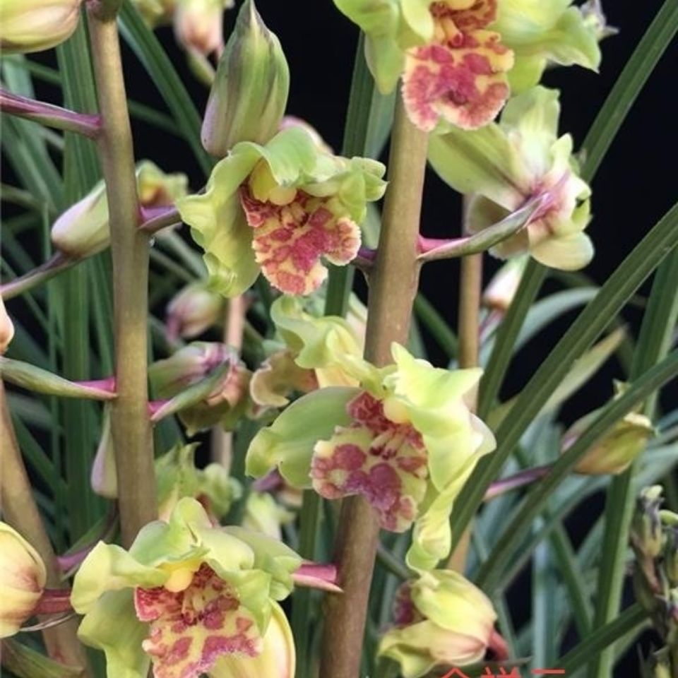 蕙兰 兰花惠兰老种浓香型《金祥云》