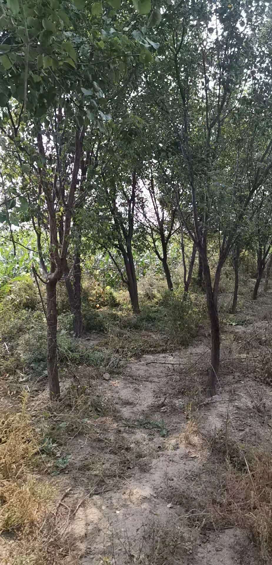 本村2000亩荒地大量出租