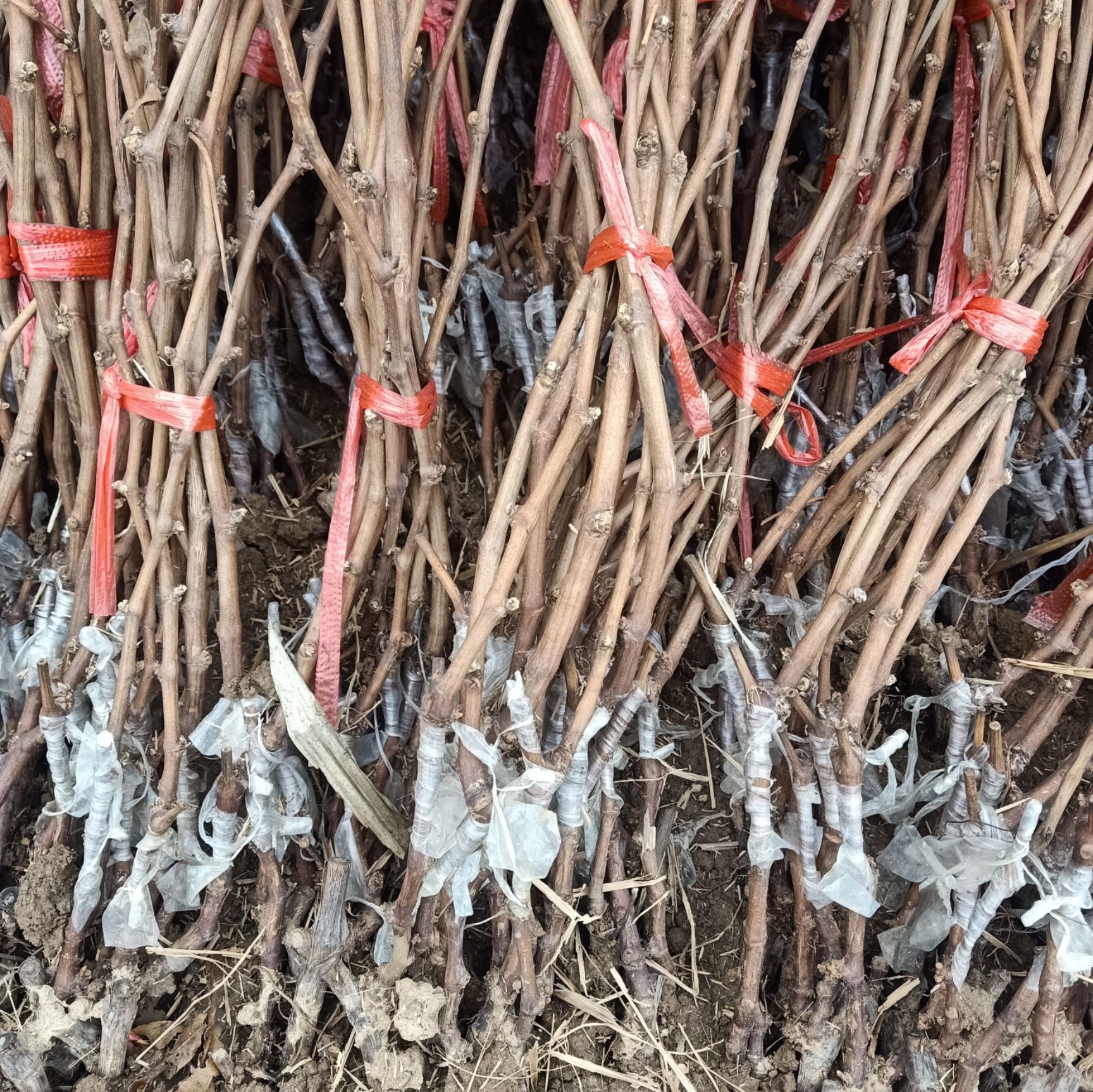 夏黑葡萄苗 嫁接苗 裸根苗 