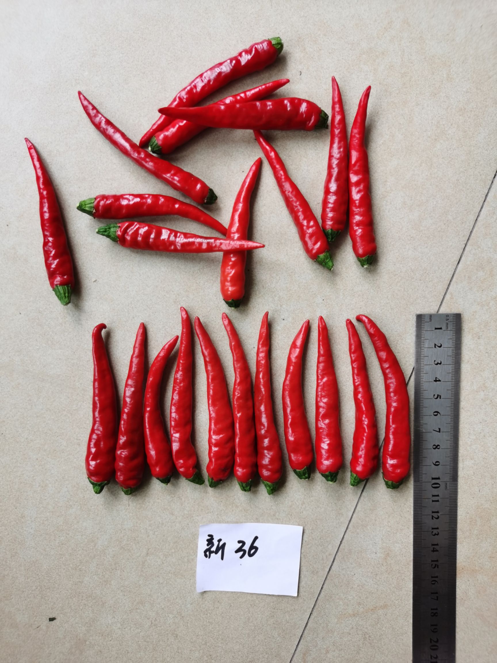 印辣17 辣椒种子