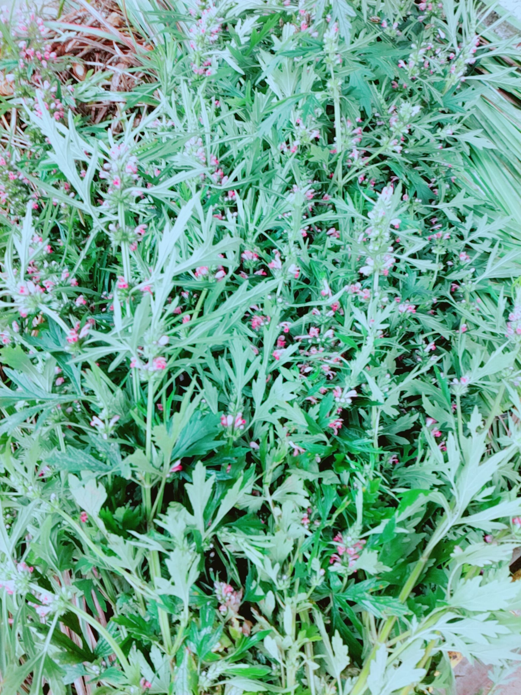 2件包邮新鲜益母草暖宫草红花开花发出不含头根