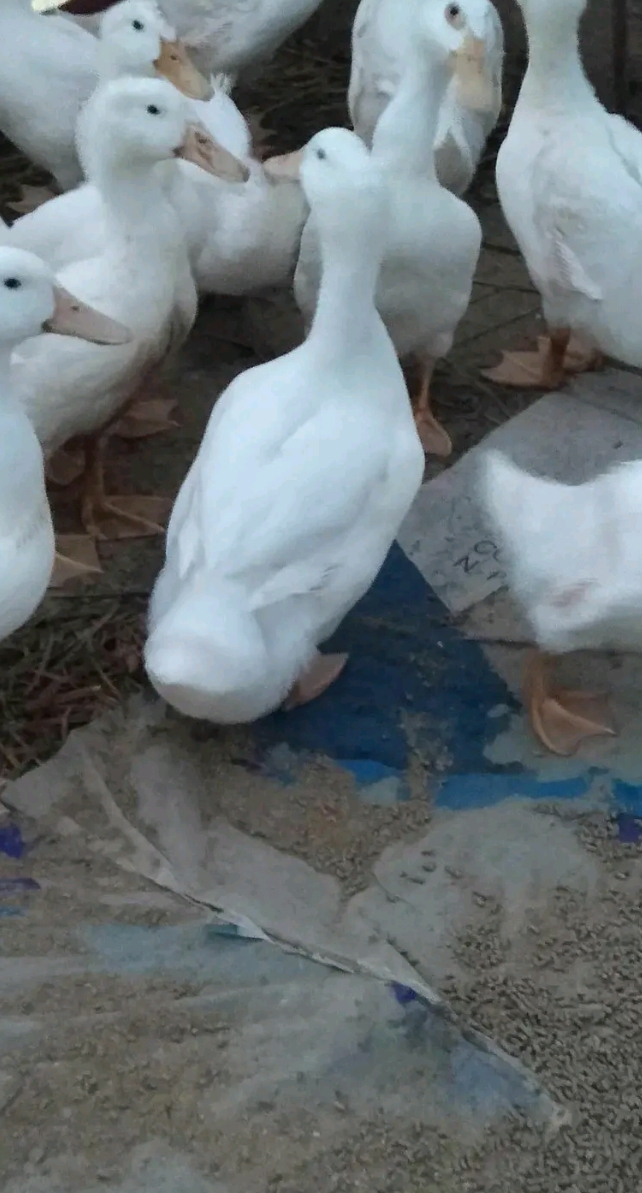  北京白鸭全国包送