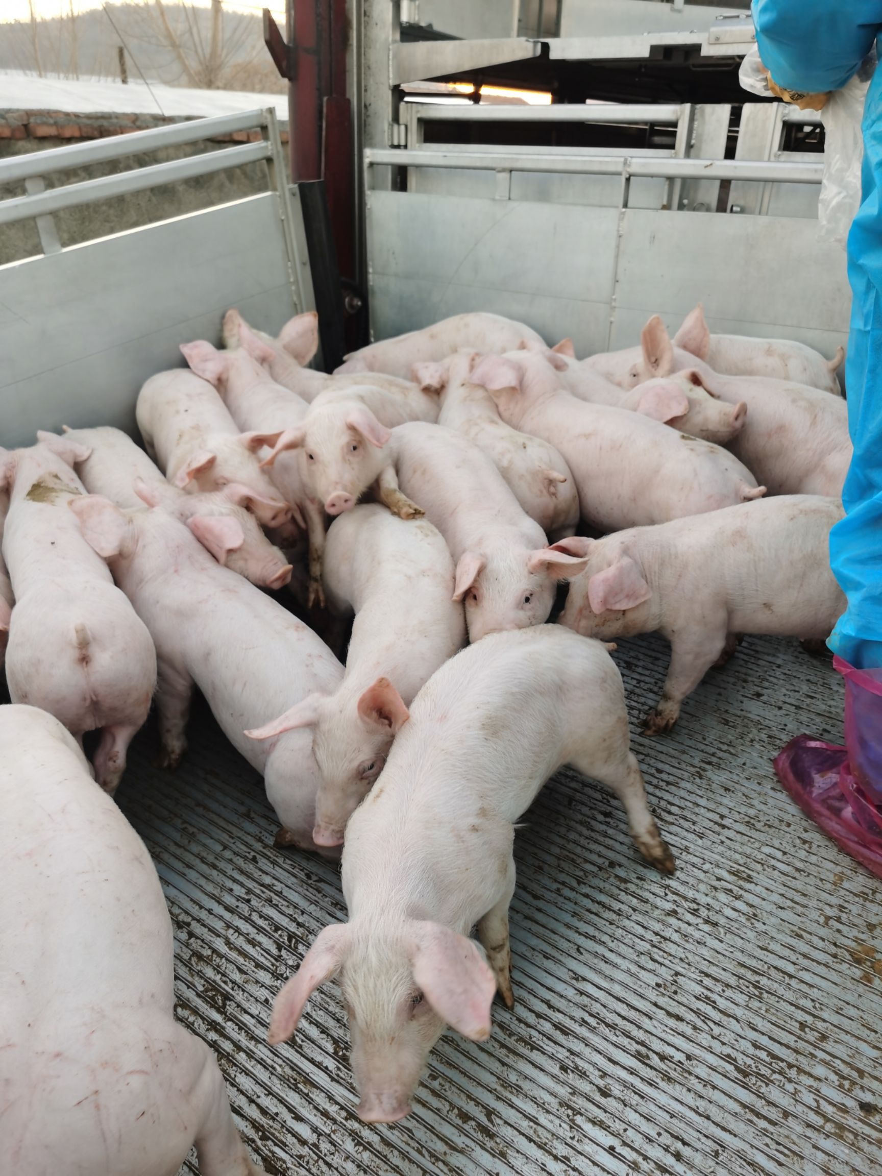 长白仔猪 山东品长白仔猪，涨势快，吃料少