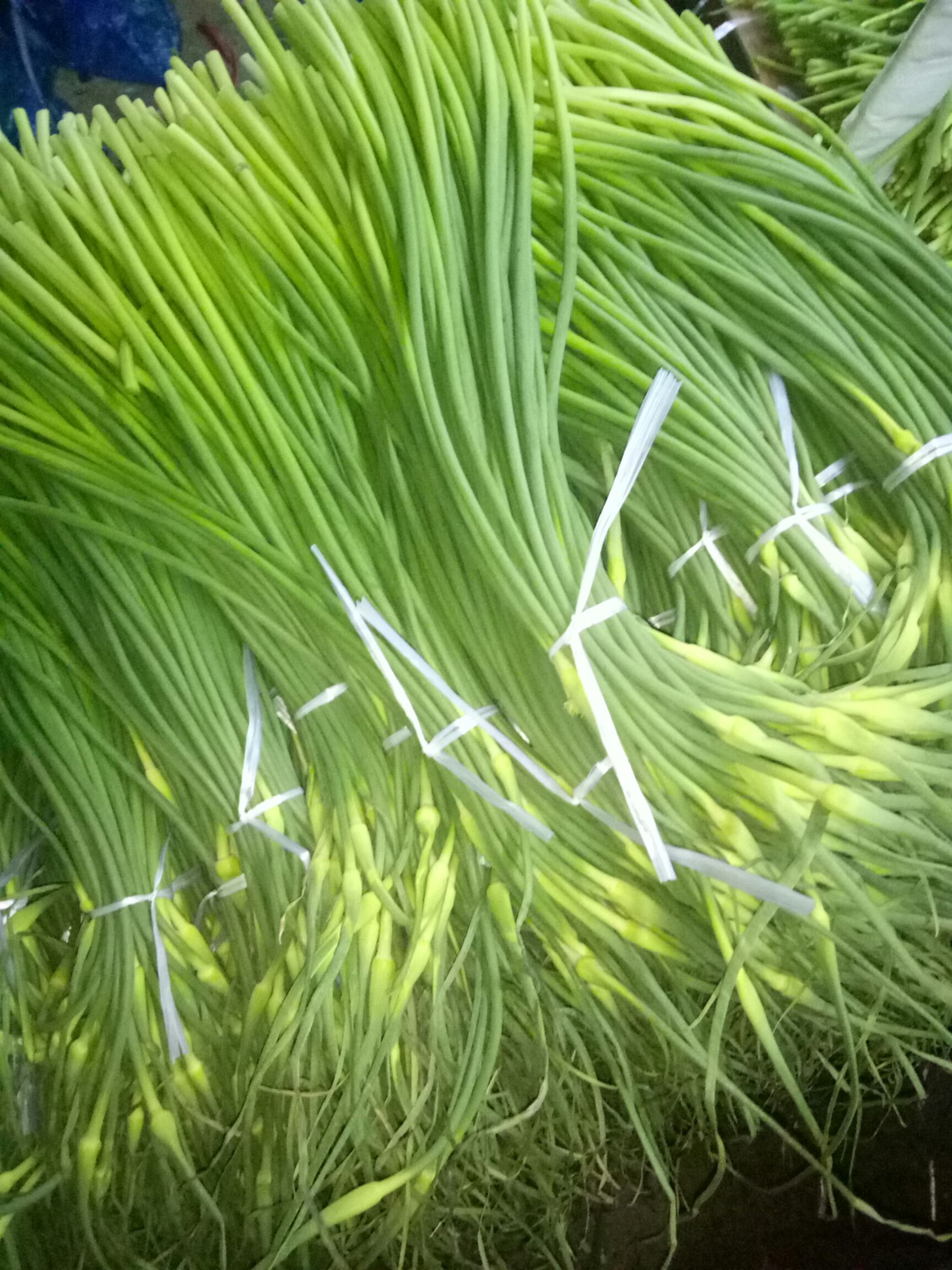 白帽蒜薹  蒜薹冷库直销热卖！土豆生姜可配车走货