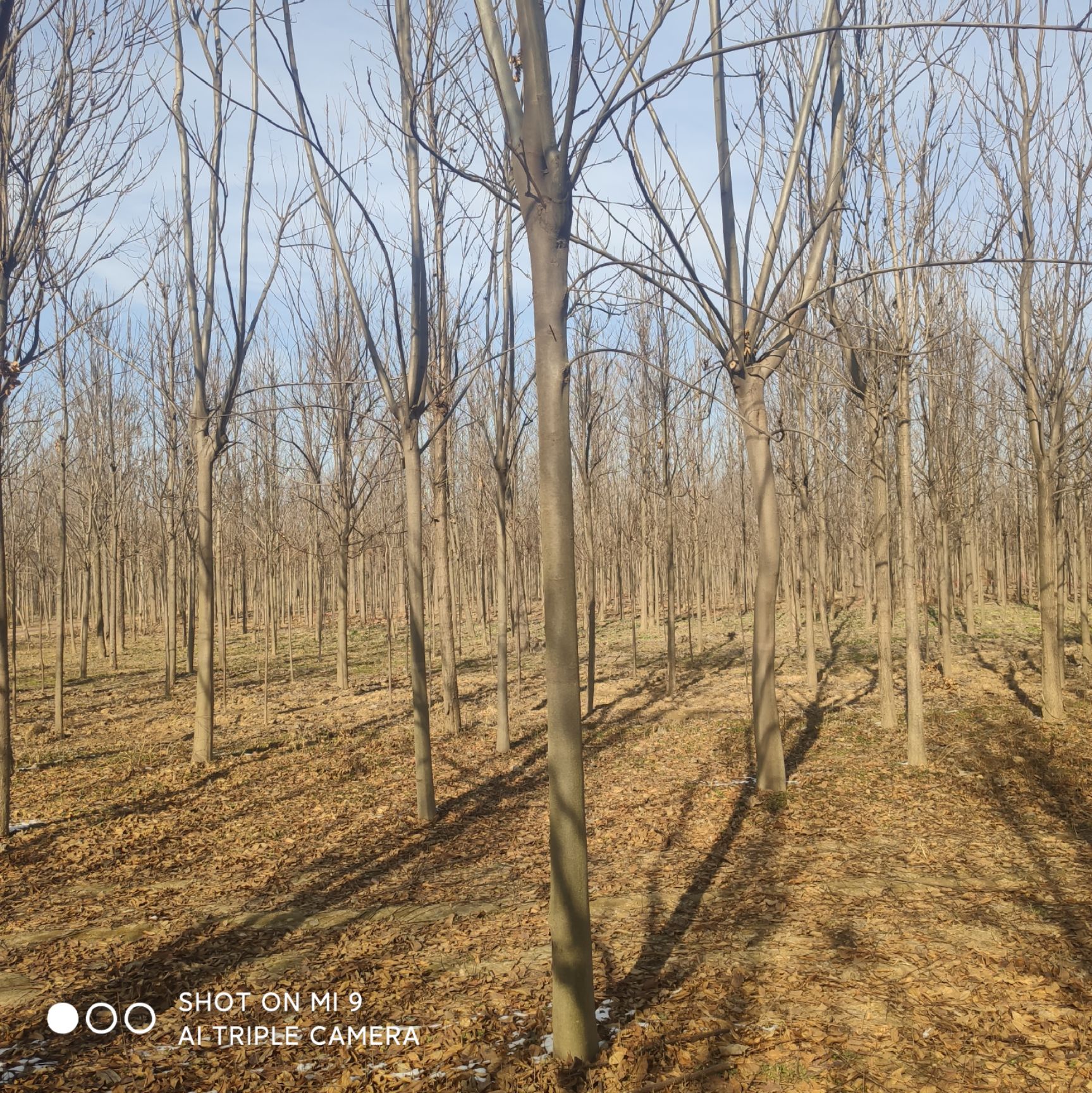 普通栾树 6-15公分栾树