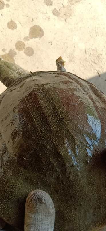  有机甲鱼价格优惠肉质细腻营养丰富