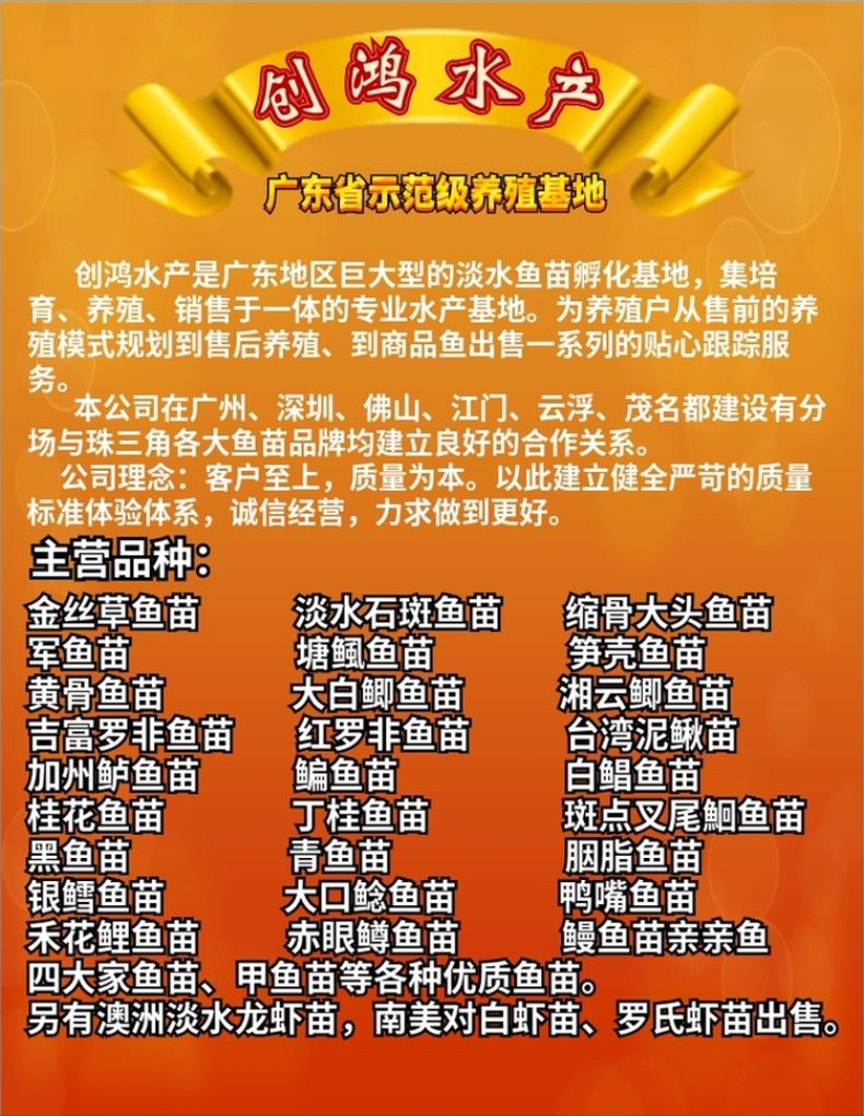 【苗场直销】俄罗斯金草鱼苗 黄金鲩鱼苗 金草鱼水花 淡水养殖