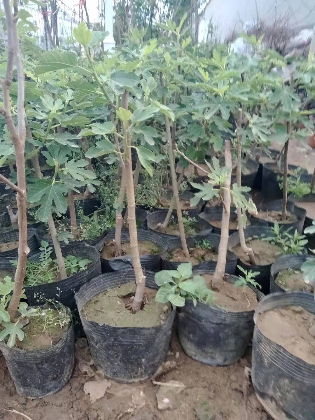 波姬红无花果苗 无花果树苗地载盆栽南方北方种植波姬红特大四季