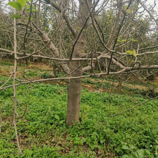 稷山县苹果树苗 