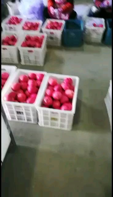 白水苹果 纸袋 条红+片红 市场果 
