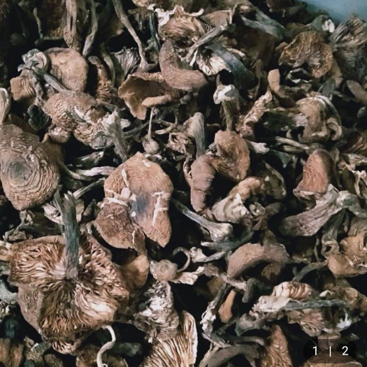吉林市 蘑菇长白山榛蘑