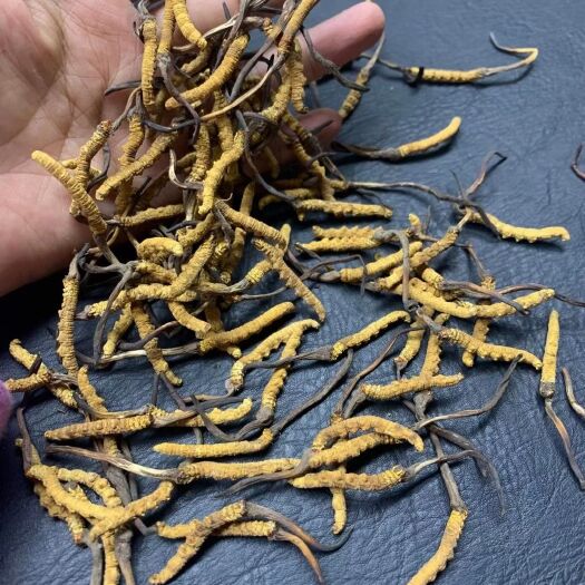 夏河县冬虫夏草 正宗青海虫草
