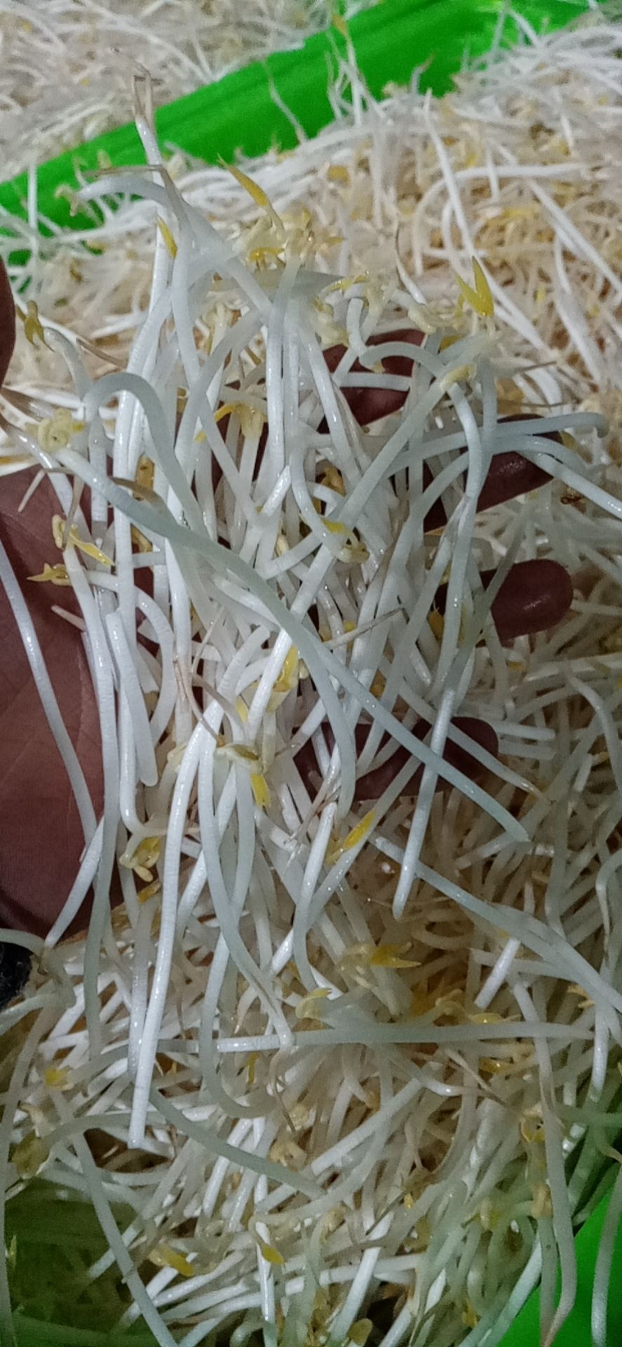 黄豆芽，绿豆芽，短豆芽。鲜活农产品只支持贵州省内销售