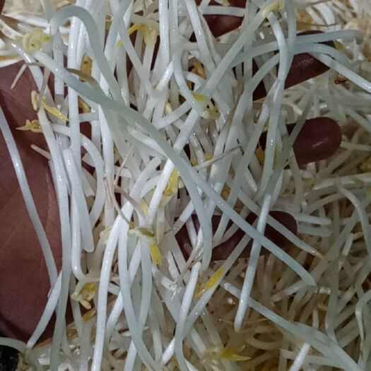 修文县黄豆芽，绿豆芽，短豆芽。鲜活农产品只支持贵州省内销售