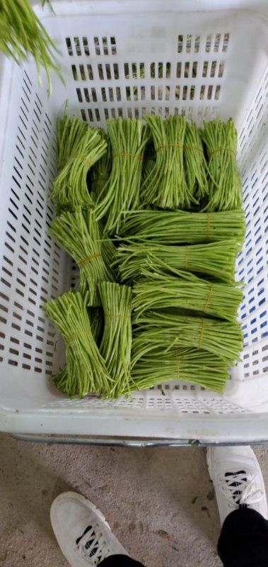 麻江县藜蒿，产量大，质量好，品质鲜嫩。