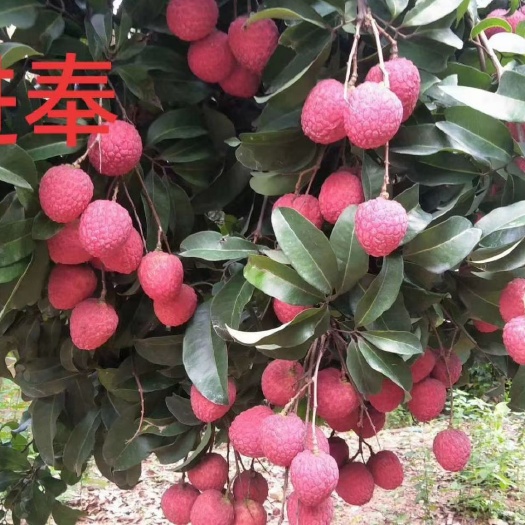 灵山县仙进奉荔枝苗  仙进俸荔枝嫁接两年苗包邮费发货